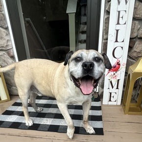 Booth - Fee Sponsored in Full *Adoption Pending*, an adoptable Bullmastiff, Mixed Breed in Alexandria, VA, 22314 | Photo Image 6