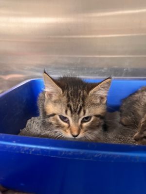 Spud, Baby Male Domestic Short Hair