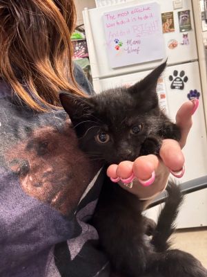 Barker, Baby Female Domestic Short Hair