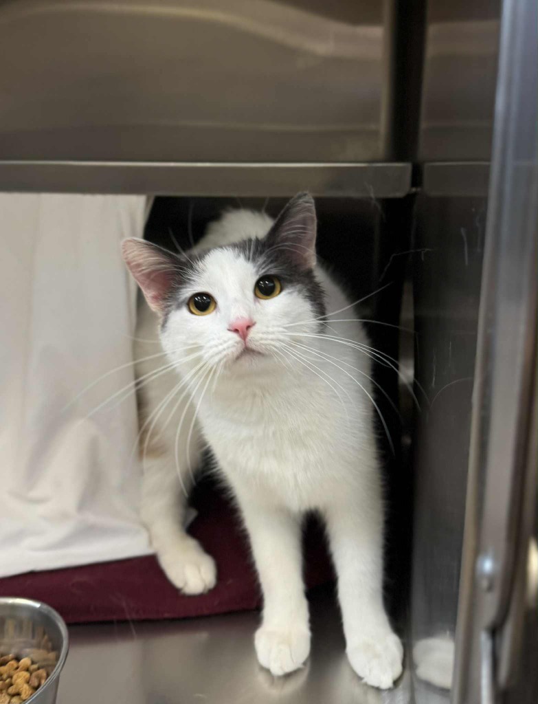 Jolie, an adoptable Domestic Short Hair in Grand Forks, ND, 58203 | Photo Image 1