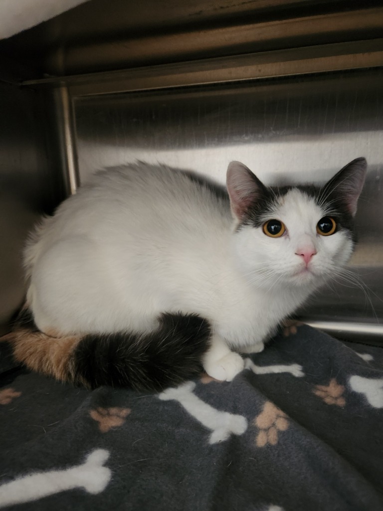 Jolie, an adoptable Domestic Short Hair in Grand Forks, ND, 58203 | Photo Image 2