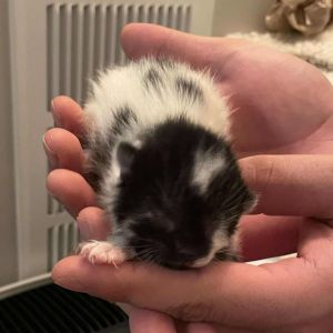 Banksy, Baby Male Domestic Short Hair