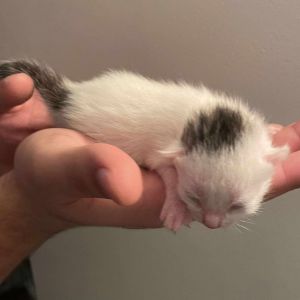 Winslow, Baby Male Domestic Short Hair