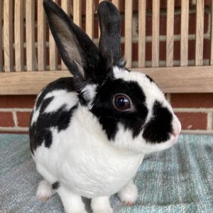 Marci, Adult Female Mini Rex