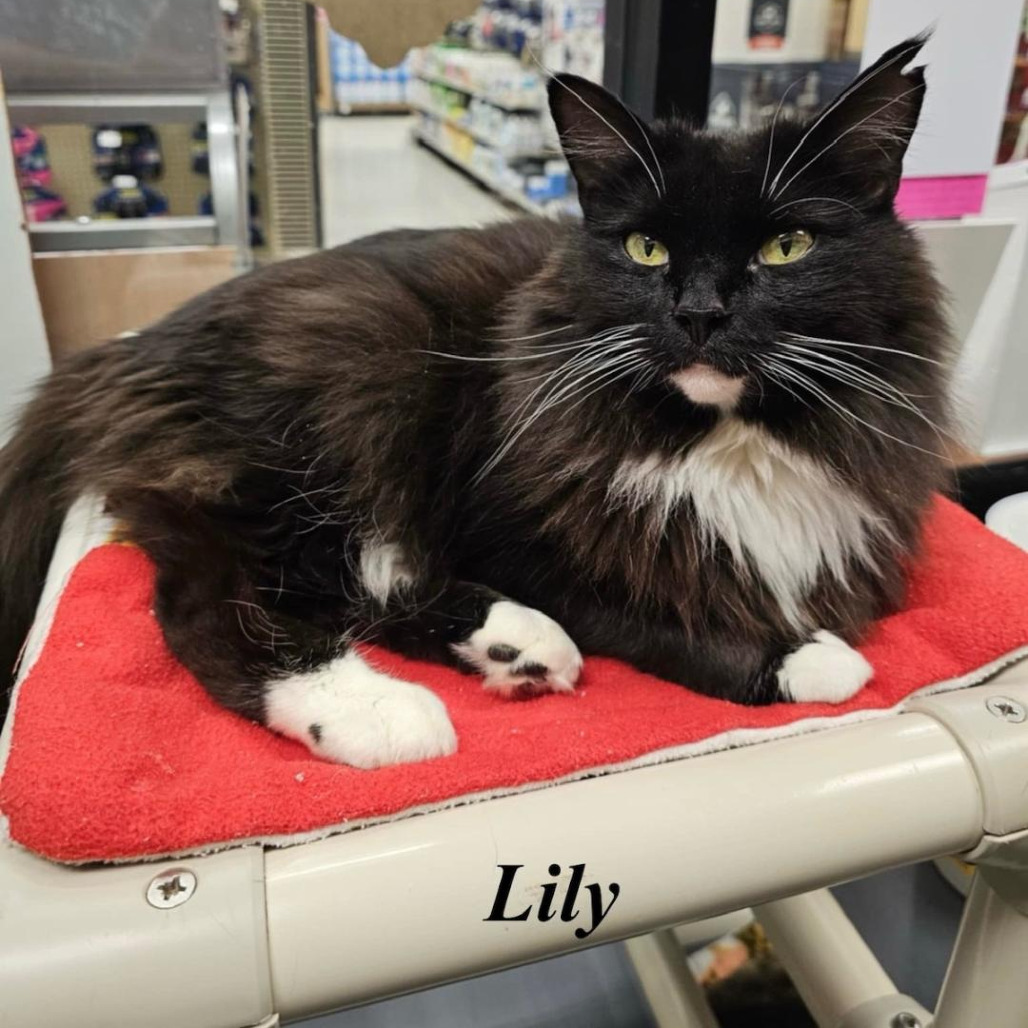 Lily