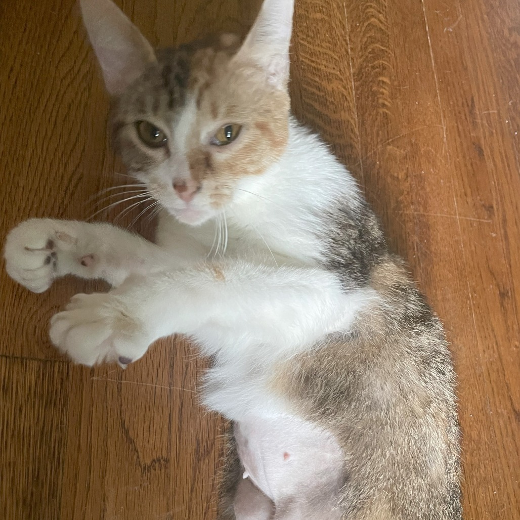 Stella 2 (aka Sticky)