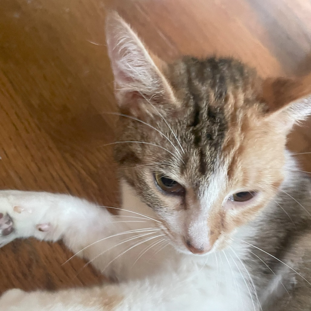 Stella 2 (aka Sticky)