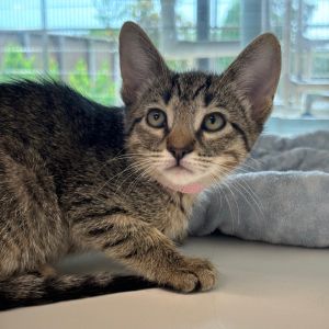 Olive (PNK), Baby Female Domestic Medium Hair