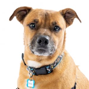 Dillon is Muttvilles latest go-getter this rambunctious senior has been going on little adventures