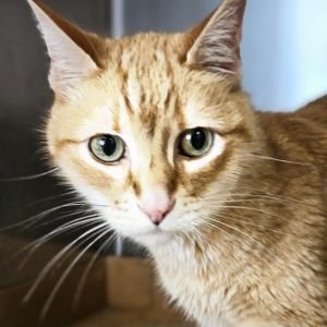 Yogi, Senior Male Domestic Short Hair