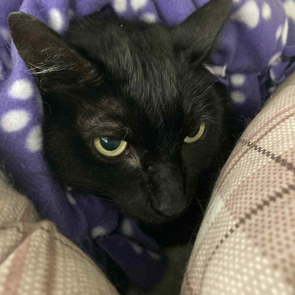 Gabriel