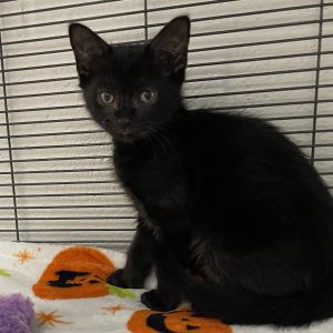 Alvin, Baby Male Domestic Short Hair
