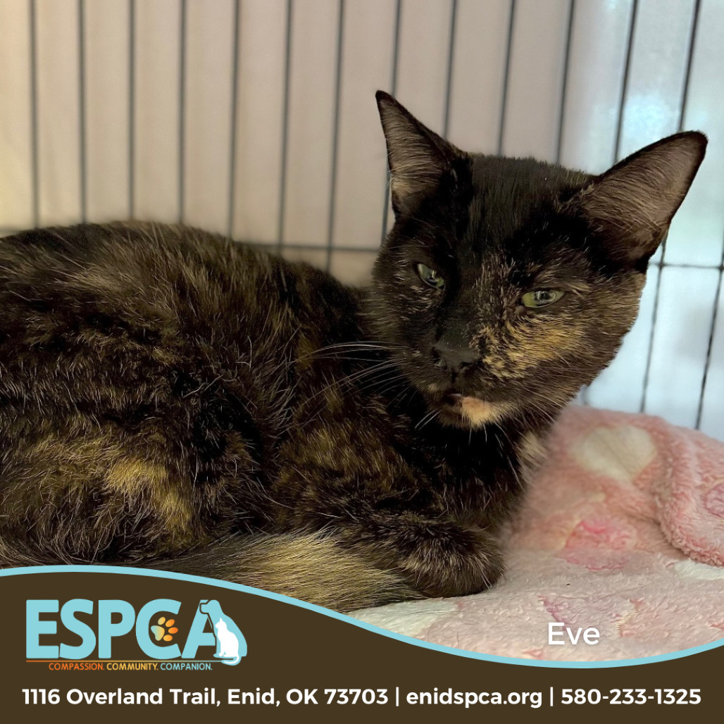 Eve, an adoptable Domestic Short Hair in Enid, OK, 73703 | Photo Image 1