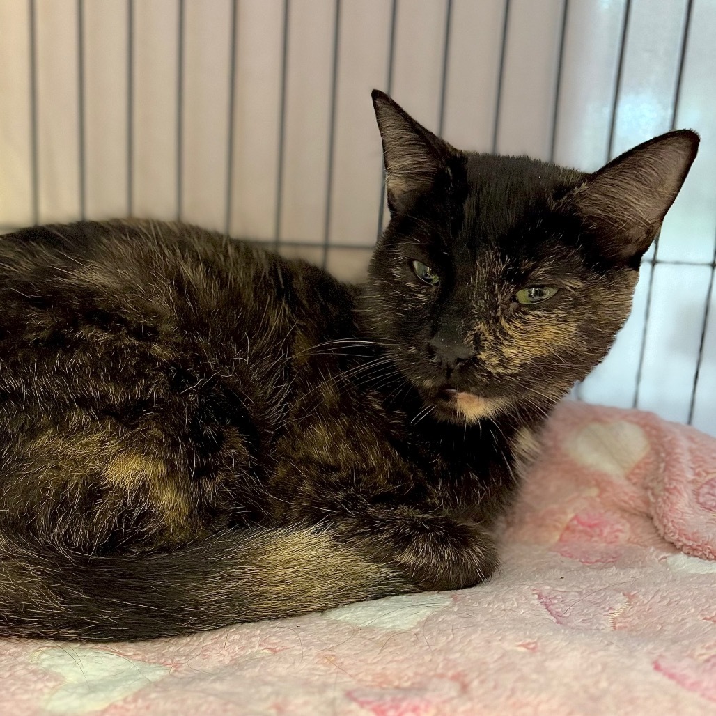 Eve, an adoptable Domestic Short Hair in Enid, OK, 73703 | Photo Image 2