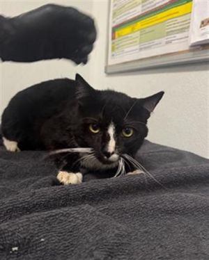 SPOOLIE, Young Male Domestic Short Hair
