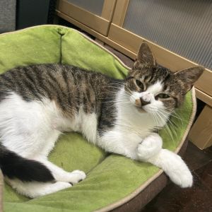 Hashbrown Domestic Short Hair Cat