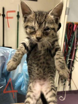 STEWI Domestic Short Hair Cat