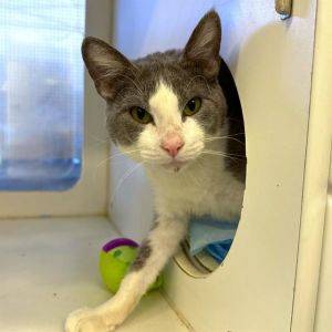 MANNY Domestic Short Hair Cat
