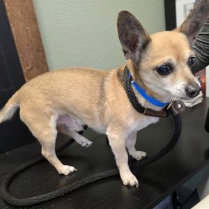 SUMO Chihuahua Dog