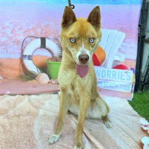 I WAS FOUND AT 3000 BLK CLARK AVE LONG BEACH CA 90808 IN LONG BEACHMy adoption evaluation date is
