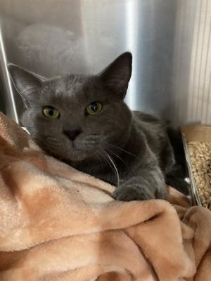 I WAS FOUND AT 17100 NORWALK BLVD CE CA 90703 IN CERRITOSMy adoption evaluation date is 05172025
