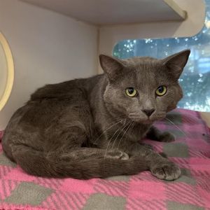 I WAS FOUND AT 17100 NORWALK BLVD CE CA 90703 IN CERRITOSMy adoption evaluatio