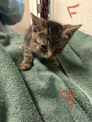 I WAS FOUND AT 7700 E SPRING ST LONG BEACH CA IN LONG BEACHMy adoption evaluat