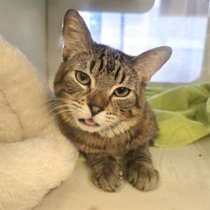 I WAS FOUND AT 5700 BLK ATLANTIC AVE LONG BEACH CA 90805 IN LONG BEACHMy adoption evaluation date