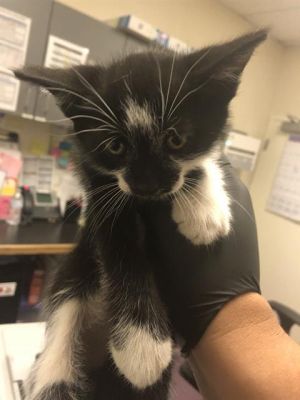 I WAS FOUND AT 2000 BLK CERRITOS AVE LONG BEACH CA 90806 IN LONG BEACHMy adop