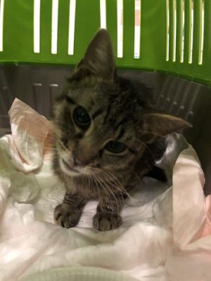 I WAS FOUND AT 11500 BLK SOUTH ST CERRITOS CA 90703 IN CERRITOSMy adoption ev