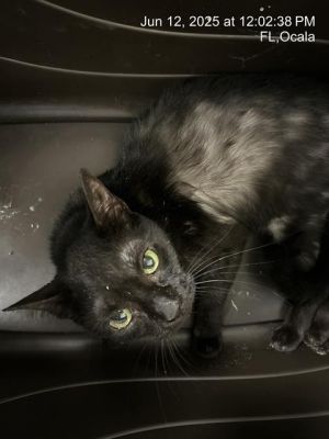 CUPCAKE, Senior Female Domestic Short Hair