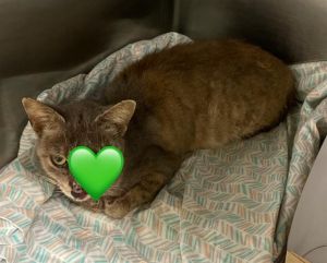 FELIX, Young Female Domestic Short Hair
