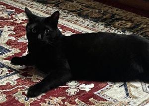 PEPPER, Young Male unknown