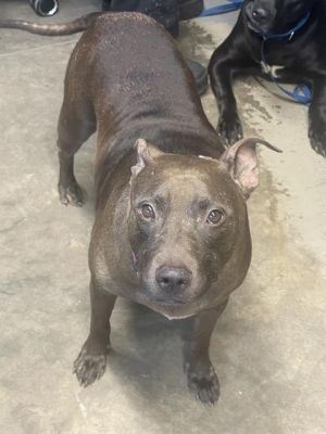FREYA American Staffordshire Terrier Dog