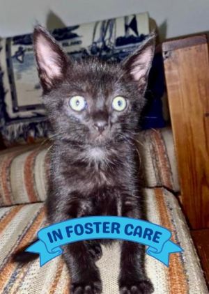 MICAH Domestic Short Hair Cat