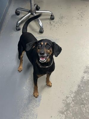 CAMO Black and Tan Coonhound Dog