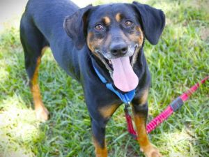 CAMO Black and Tan Coonhound Dog