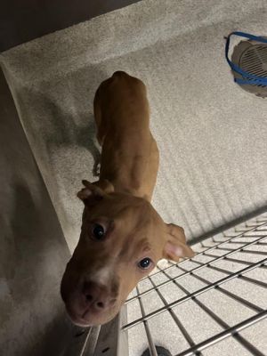 POKEY American Staffordshire Terrier Dog