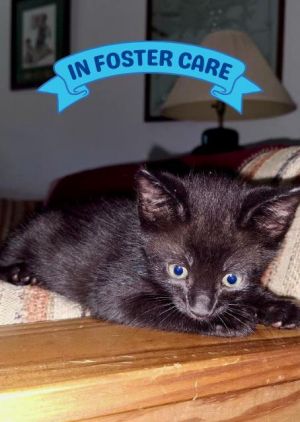 Hi Im Asher a playful kitty ready to find my forever family Ive been having a grand old time gr