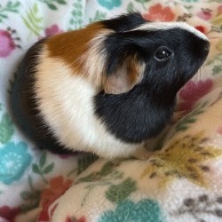 Baby, Adult Female unknown