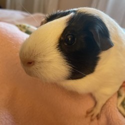 Brandy, Adult Female unknown
