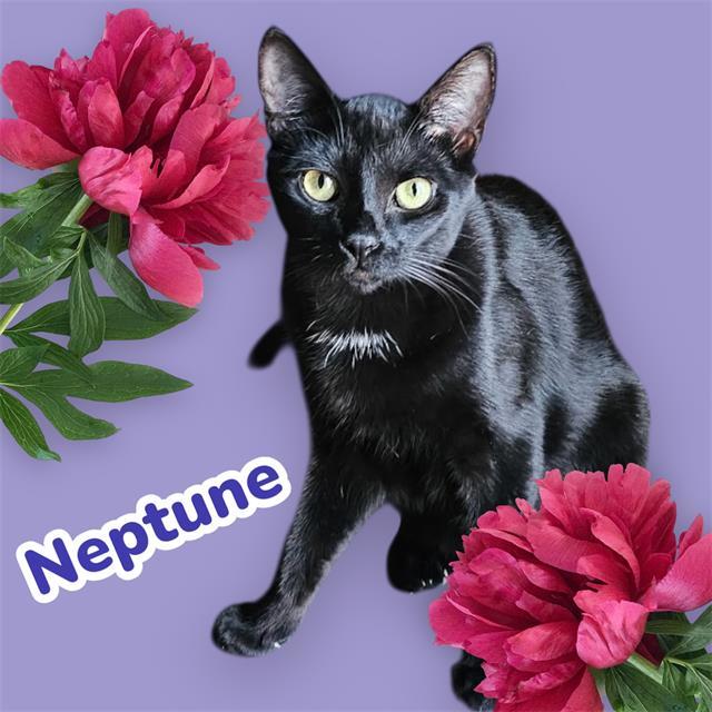 NEPTUNE
