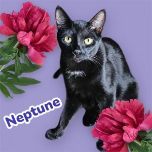 NEPTUNE, Young Male Domestic Short Hair