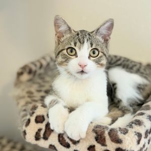Cinderella, Baby Female Domestic Medium Hair
