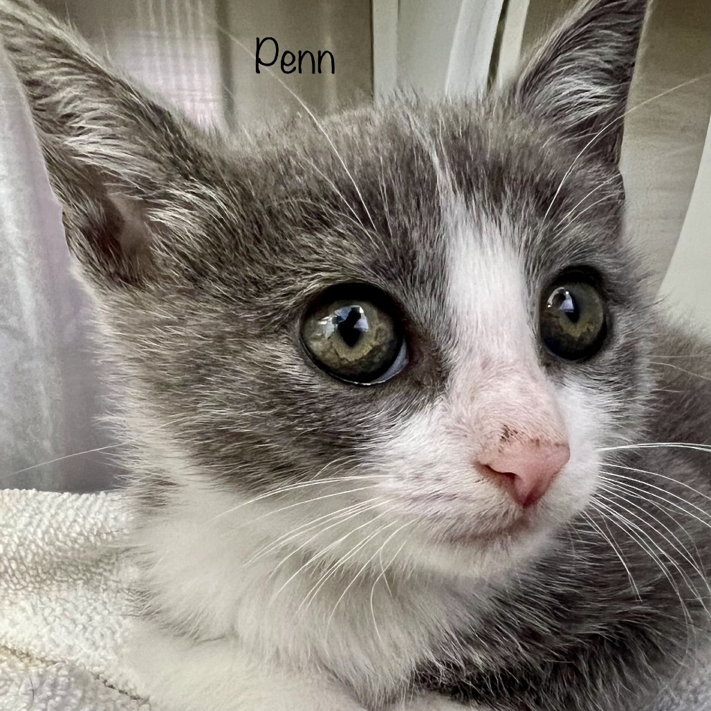 Penn