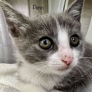 Penn, Baby Male Domestic Short Hair
