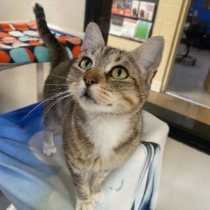 Kaylee, Young Female Domestic Short Hair