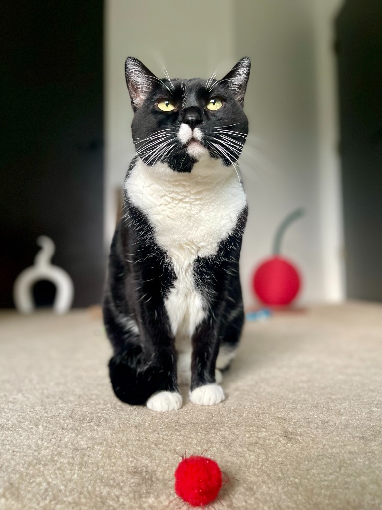 Bo