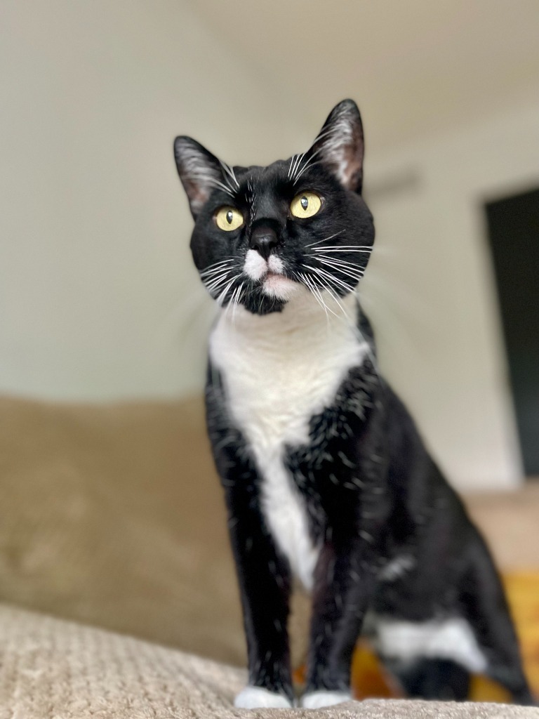 Bo
