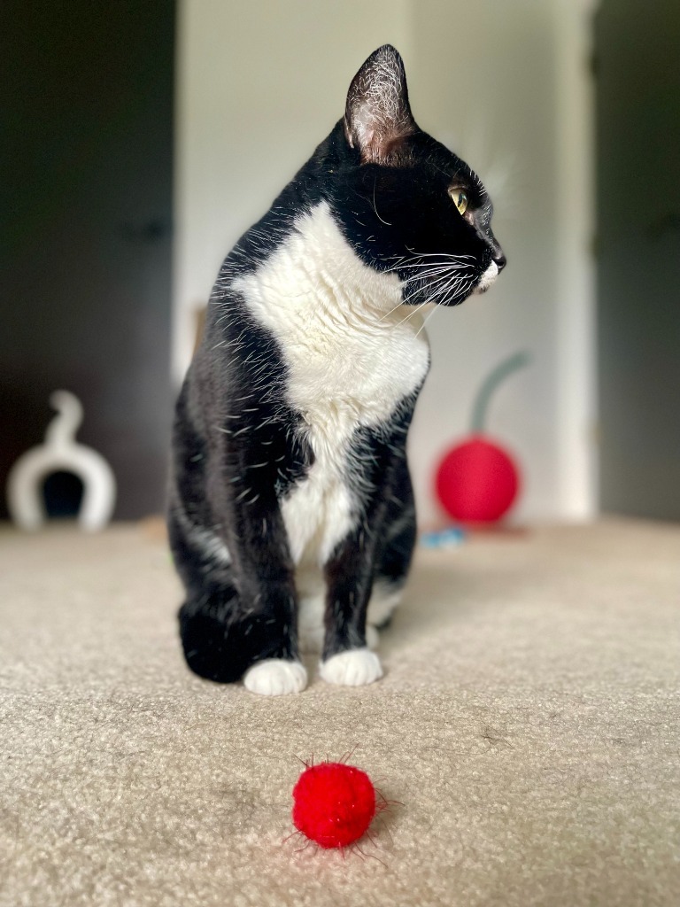 Bo